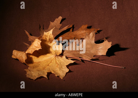 Blätter im Herbst Stockfoto