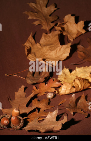 Blätter im Herbst Stockfoto