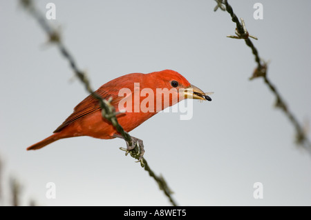 Sommer Tanager, Piranga Rubra, Männchen, Panama Stockfoto