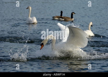 Höckerschwan Cygnus Olor Buckinghamshire UK aggressive Cob scheuchte wieder weg, andere Schwäne Stockfoto