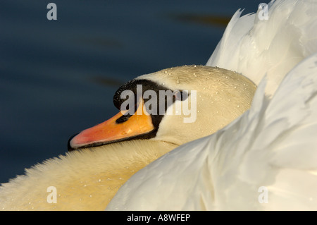 Höckerschwan Cygnus Olor Oxfordshire UK Nahaufnahme männlichen anzeigen Stockfoto