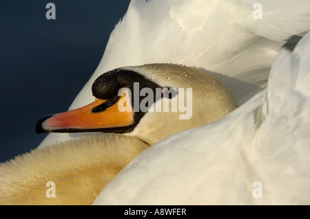 Höckerschwan Cygnus Olor Oxfordshire UK Nahaufnahme männlichen anzeigen Stockfoto