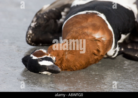 Tot Rothalsgans, Branta Ruficollis, Opfer der Vogelgrippe H5N1, Schwarzmeer-Küste, Feb Stockfoto