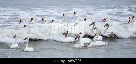 Höckerschwan Cygnus Olor, Herde auf Meer Schwarzes Meer Stockfoto