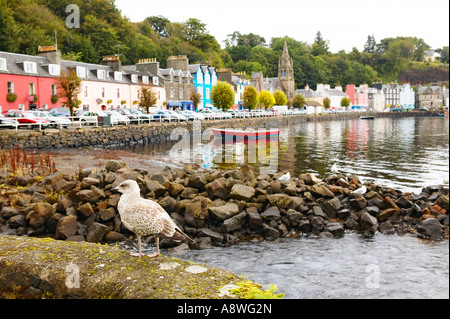 Junge Möwe am Kai in Tobermory Hafens Isle of Mull Inneren Hebriden Scotland UK Stockfoto