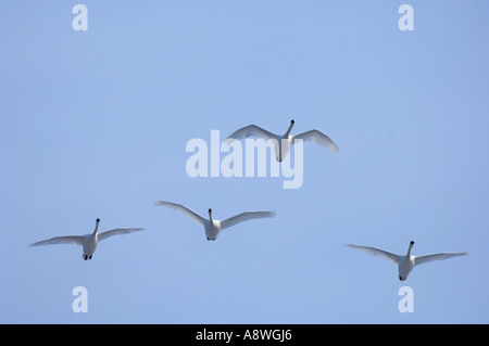 Höckerschwäne, Cygnus Olor, UK winter Stockfoto