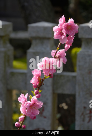 Kirschblüten vor Steinzaun, Insel Enoshima Stockfoto