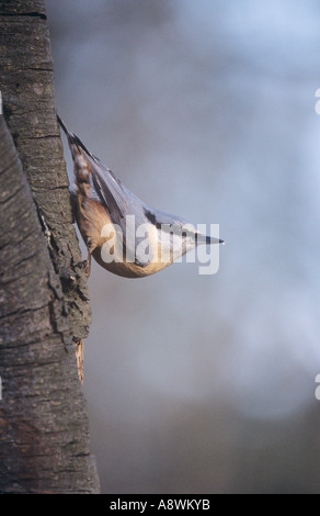 Kleiber auf Baumstamm Stockfoto