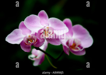 Rosa Motte Orchidee Phalaenopsis genommen in der Orchid House im Palmitos Park, Gran Canaria, Spanien Stockfoto