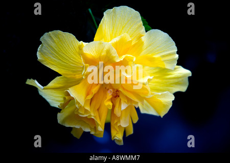 Nahaufnahme von einem einzigen gelben Hibiskus gegen einen dunkelblauen Hintergrund. Stockfoto