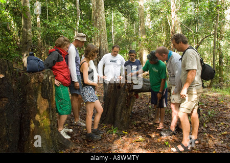 Ein Leitfaden zeigt und lehrt eine Gruppe von Touristen über die Flora und Fauna im brasilianischen Regenwald. Stockfoto