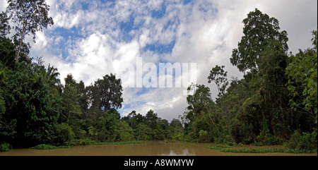 Ein 2 Stich Panorama Bild des primären Regenwaldes in diesem Bereich von Brasilien - ein Nebenfluss des Flusses Madeira. Stockfoto