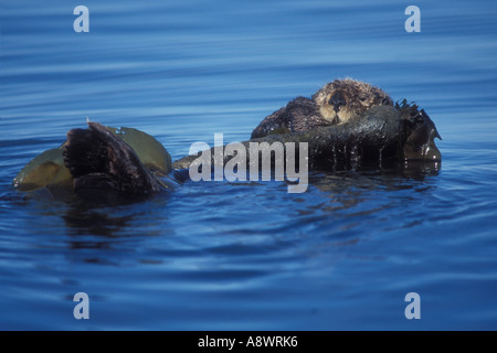 SeaOtter Enhydra Lutris eingewickelt in Seetang driften und ruht in Kachemak Bay Alaska Stockfoto