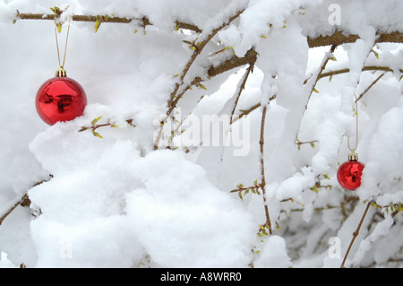 Weihnachts-Dekorationen auf verschneiten Busch, Schweiz Stockfoto