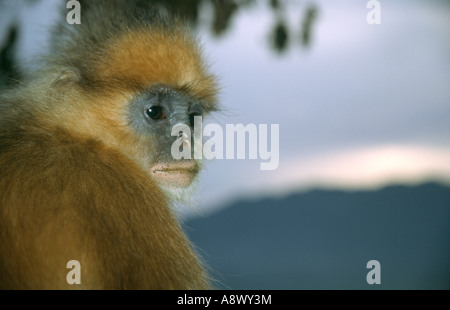 Ein Sumatra Surili- oder Gehrungsblattaffen (Presbytis melalophos) Porträt in freier Wildbahn in Sumatra, Indonesien Stockfoto