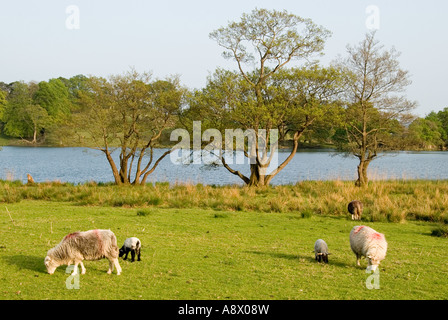 Herdwick Schafe und Lämmer auf Loughrigg Tarn, Langdale, Cumbria. Stockfoto