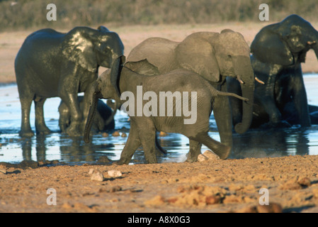 Im pan Elefant, Loxodonta Africana Stockfoto