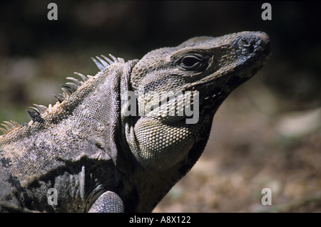 Mexiko Yucatan Uxmal Staatsporträt von einem Leguan Stockfoto