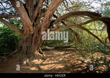 Alte Eibe in Kingley Vale, Sussex, England, UK. Stockfoto