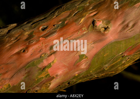 Das Peeling Fleisch wie Oberfläche der Rinde auf eine alte Eibe, Sussex, England, UK. Stockfoto