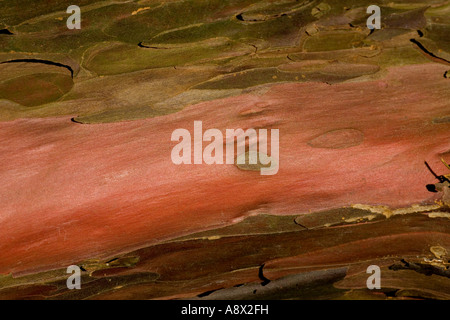 Das Peeling Fleisch wie Oberfläche der Rinde auf eine alte Eibe, Sussex, England, UK. Stockfoto