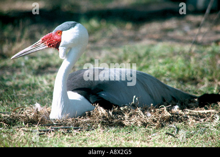 Klunkerkranich Bugeranus carunculatus am Nest, Stockfoto