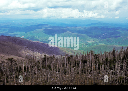 NORTH CAROLINA Mount Mitchell Red Fichte und Fraser Tannenbäume getötet durch Balsam wolliges Blattläuse nach geschwächt durch den sauren Regen Stockfoto