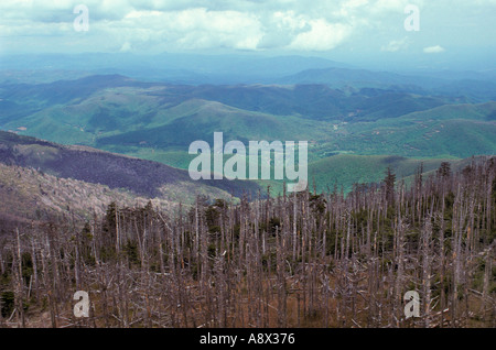 NORTH CAROLINA Mount Mitchell Red Fichten und Tannen Fraser von Balsam wolligen Blattläusen getötet, nachdem durch den sauren Regen geschwächt wird Stockfoto