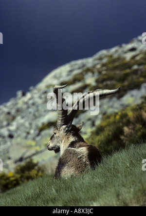 Spanisch oder Gredos Ibex (Capra pyrenaica victoriae) Sierra de Gredos, Zentralspanien Stockfoto