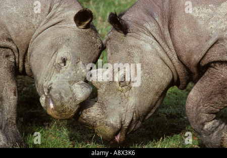 Sumatra-Nashorn Dicerorhinus Sumatrensis sumatrensis Stockfoto