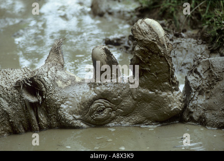 Sumatra-Nashorn Dicerorhinus Sumatrensis sumatrensis Stockfoto