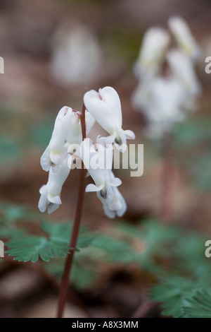 Zarte Wildblumen genannt Holländer die Reithose Dicentra Cucullaria central New York Ende April Stockfoto