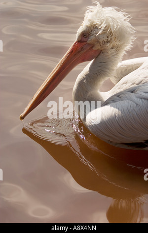 Einen Kopf und Hals von einem Pelikan erschossen, als es durch das Wasser gleitet, die ein Tröpfchen Wasser aus seinem langen Schnabel fällt Stockfoto