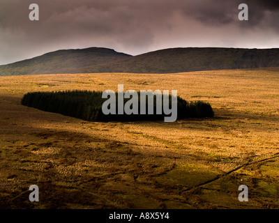 Eine seltsam regulierte Gruppe von Bäumen sitzen am Rande eines Berges in Sperrins Northern Ireland Stockfoto