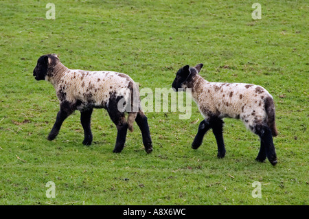 Zwei schwarze & weißen Lämmer zu Fuß in ein Feld Stockfoto