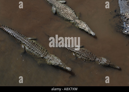 Amerikanisches Krokodil Crocodylus Acutus, Rio Grande de Tarcoles Pazifikküste Costa Rica Stockfoto