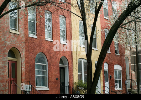 Bradford Birnbäume und Ziegel Häuser in Frederick, Maryland Stockfoto