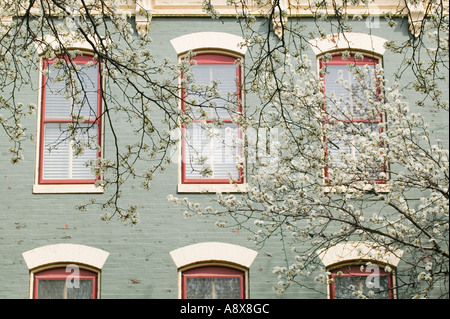 Bradford Birnbäume und Ziegel Häuser in Frederick, Maryland Stockfoto