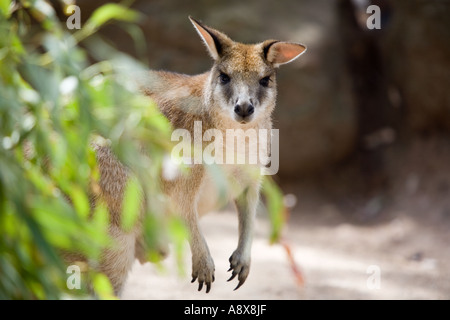 Känguru im Taronga Zoo In Sydney Stockfoto