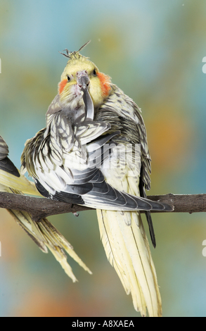 Nymphensittich auf AST / Nymphicus Hollandicus Stockfoto