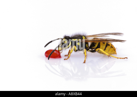 Gewöhnliche Waspe (Paravespula vulgaris, Vespula vulgaris). Studiobild vor weißem Hintergrund Stockfoto