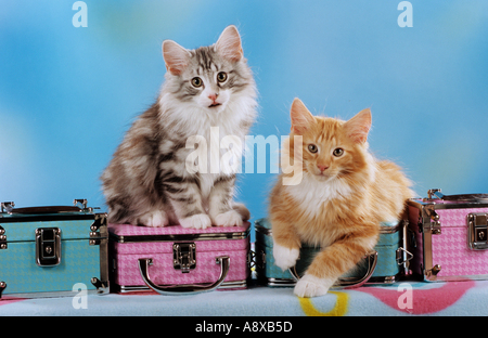 zwei junge norwegische Waldkatzen Stockfoto