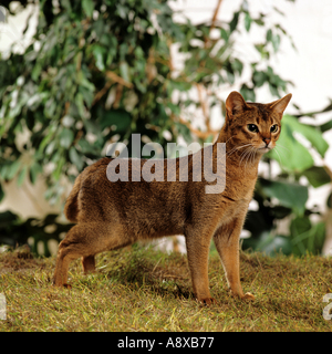 Abessinierkatze. Erwachsene Katze, die in einem Garten steht Stockfoto
