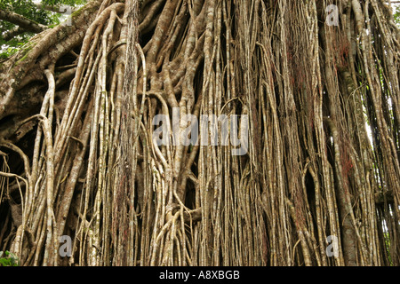 Wurzeln der Curtain Fig Tree in Atherton Tablelands nahe Yungaburra in Queensland-Australien Stockfoto