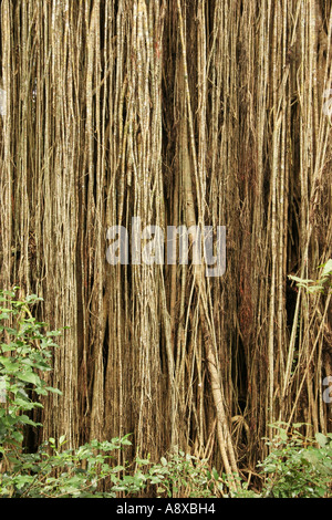 Wurzeln der Curtain Fig Tree in Atherton Tablelands nahe Yungaburra in Queensland-Australien Stockfoto