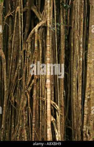 Wurzeln der Curtain Fig Tree in Atherton Tablelands nahe Yungaburra in Queensland-Australien Stockfoto