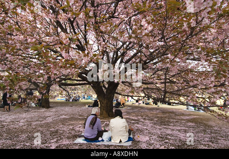 Ein Ehepaar mittleren Alters erfreut sich Sakura Kirsche blüht in Tokio Japan Stockfoto