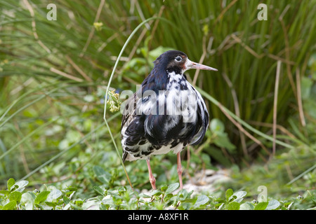 Kampfläufer Philomachus Pugnax männlich Frühling Stockfoto