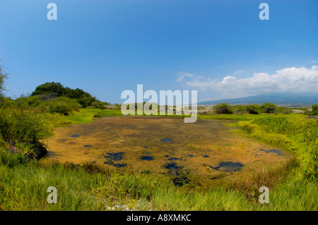 Pinetrees Kohanaiki vor der O Oma Projekt Kona Küste Hawaiis Big Island Stockfoto