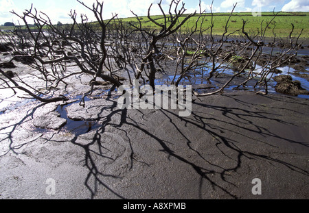 Sehr niedrigen Wassers in Colliford Reservoir in Cornwall England Stockfoto